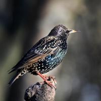 Starling