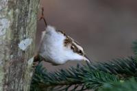Treecreeper