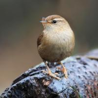 Wren