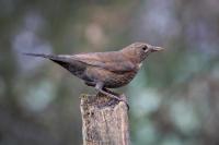 Female Blackbird