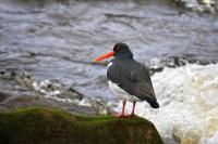 Oystercatcher