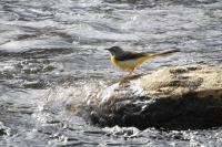 Grey Wagtail