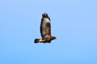 Buzzard