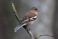 Chaffinch