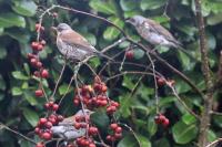 Fieldfares
