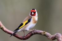 Goldfinch