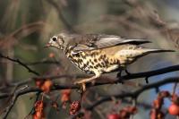 Mistle Thrush