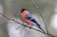 Male Bullfinch