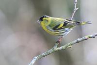 Male Siskin