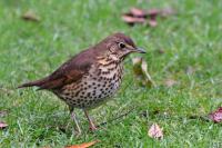 Song Thrush