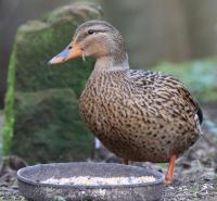 Female Mallard