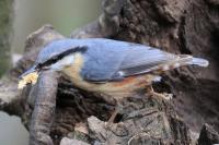 Look what I found.
Nuthatch feeding young